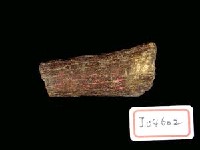 藏品(鹿角)的圖片